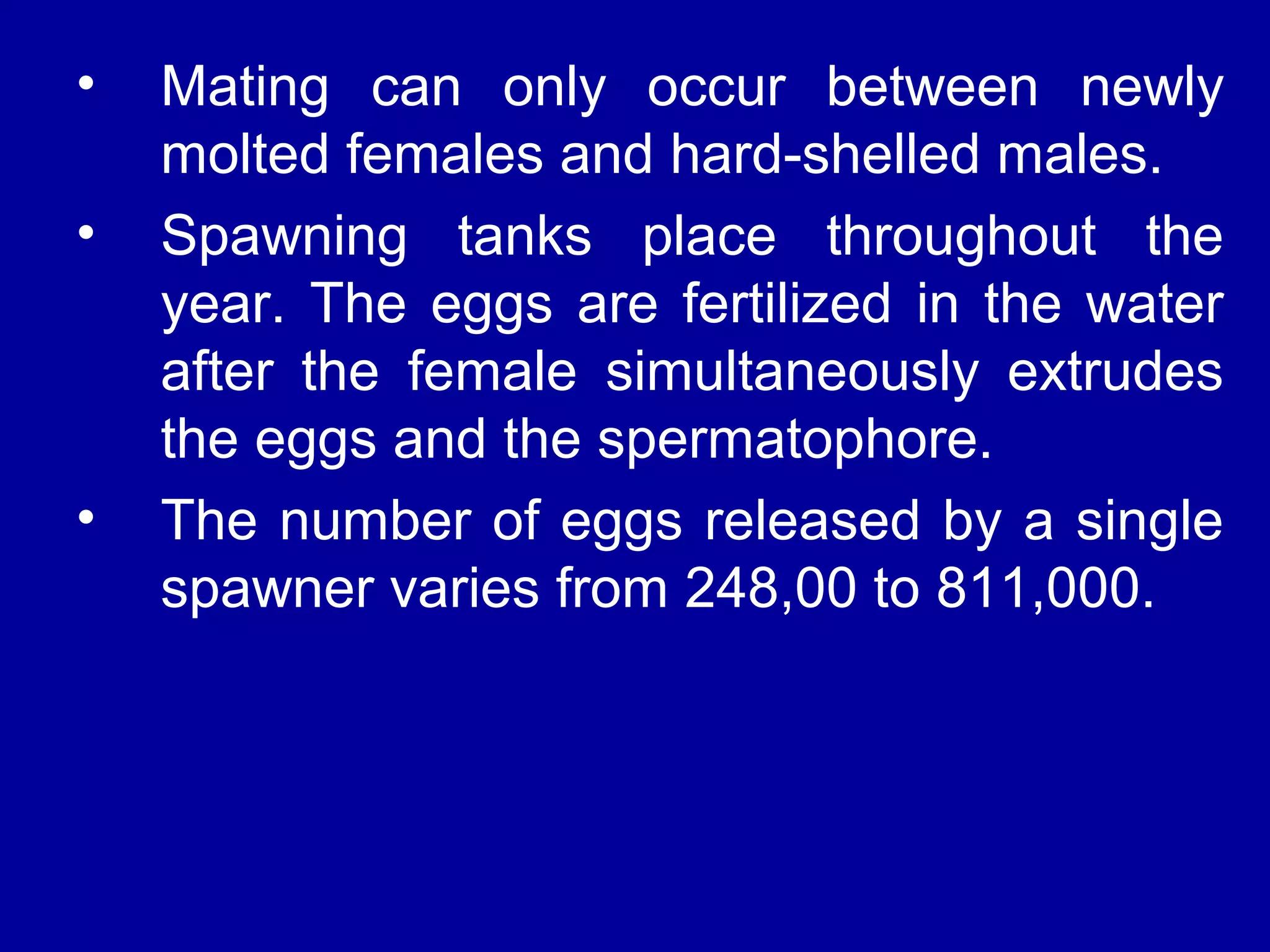 • Mating can only occur between newly
molted females and hard-shelled males.
• Spawning tanks place throughout the
year. The eggs are fertilized in the water
after the female simultaneously extrudes
the eggs and the spermatophore.
• The number of eggs released by a single
spawner varies from 248,00 to 811,000.
 
