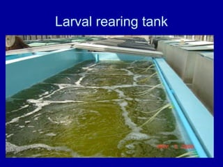 Larval rearing tank
 