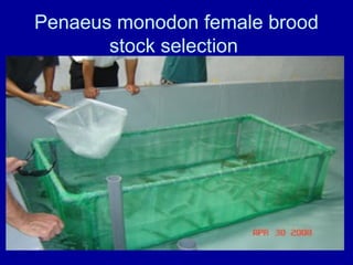 Penaeus monodon female brood
stock selection
 