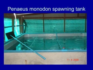 Penaeus monodon spawning tank
 