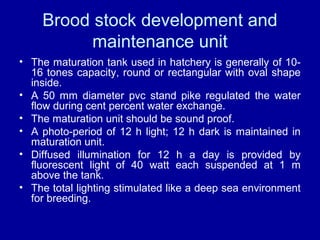 Brood stock development and
maintenance unit
• The maturation tank used in hatchery is generally of 10-
16 tones capacity, round or rectangular with oval shape
inside.
• A 50 mm diameter pvc stand pike regulated the water
flow during cent percent water exchange.
• The maturation unit should be sound proof.
• A photo-period of 12 h light; 12 h dark is maintained in
maturation unit.
• Diffused illumination for 12 h a day is provided by
fluorescent light of 40 watt each suspended at 1 m
above the tank.
• The total lighting stimulated like a deep sea environment
for breeding.
 