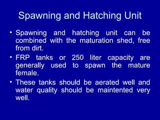 Spawning and Hatching Unit
• Spawning and hatching unit can be
combined with the maturation shed, free
from dirt.
• FRP tanks or 250 liter capacity are
generally used to spawn the mature
female.
• These tanks should be aerated well and
water quality should be maintented very
well.
 