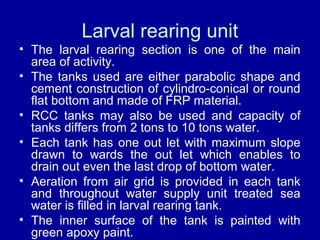 Larval rearing unit
• The larval rearing section is one of the main
area of activity.
• The tanks used are either parabolic shape and
cement construction of cylindro-conical or round
flat bottom and made of FRP material.
• RCC tanks may also be used and capacity of
tanks differs from 2 tons to 10 tons water.
• Each tank has one out let with maximum slope
drawn to wards the out let which enables to
drain out even the last drop of bottom water.
• Aeration from air grid is provided in each tank
and throughout water supply unit treated sea
water is filled in larval rearing tank.
• The inner surface of the tank is painted with
green apoxy paint.
 