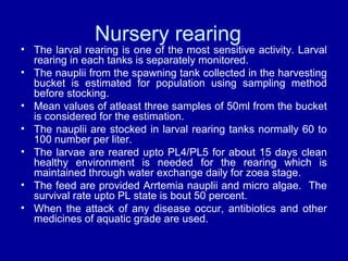 Nursery rearing
• The larval rearing is one of the most sensitive activity. Larval
rearing in each tanks is separately monitored.
• The nauplii from the spawning tank collected in the harvesting
bucket is estimated for population using sampling method
before stocking.
• Mean values of atleast three samples of 50ml from the bucket
is considered for the estimation.
• The nauplii are stocked in larval rearing tanks normally 60 to
100 number per liter.
• The larvae are reared upto PL4/PL5 for about 15 days clean
healthy environment is needed for the rearing which is
maintained through water exchange daily for zoea stage.
• The feed are provided Arrtemia nauplii and micro algae. The
survival rate upto PL state is bout 50 percent.
• When the attack of any disease occur, antibiotics and other
medicines of aquatic grade are used.
 