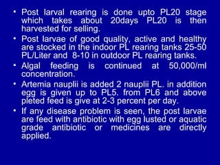 • Post larval rearing is done upto PL20 stage
which takes about 20days PL20 is then
harvested for selling.
• Post larvae of good quality, active and healthy
are stocked in the indoor PL rearing tanks 25-50
PL/Liter and 8-10 in outdoor PL rearing tanks.
• Algal feeding is continued at 50,000/ml
concentration.
• Artemia nauplii is added 2 nauplii PL. in addition
egg is given up to PL5. from PL6 and above
pleted feed is give at 2-3 percent per day.
• If any disease problem is seen, the post larvae
are feed with antibiotic with egg lusted or aquatic
grade antibiotic or medicines are directly
applied.
 