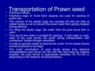 Transportation of Prawn seed• Packing of seeds:
• Polythene bags of 15-20 liters capacity are used for packing of
prawn see.
• The corners of the plastic bags are rounded off with the help of
rubber bands so as to prevent the prawn seed from getting trapped
during packing.
• For filling the plastic bags, the water from the post larval tank is
used.
• The use of new water is avoided for packing. If new water is used,
most of the post larvae will moult during transportation with
consequent losses through canniblism.
• In order to provide shelter to post-larvae, a few 10 mm plastic thread
should be placed in the bags.
• The avoid cannibalism of post larvae during long distance
transportations post larvae are fed with like feed such as Artemia
properly, the post larvae in appropriate densities (75 PL/125 L)
depending on the distance of transportations.
 