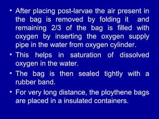 • After placing post-larvae the air present in
the bag is removed by folding it and
remaining 2/3 of the bag is filled with
oxygen by inserting the oxygen supply
pipe in the water from oxygen cylinder.
• This helps in saturation of dissolved
oxygen in the water.
• The bag is then sealed tightly with a
rubber band.
• For very long distance, the ploythene bags
are placed in a insulated containers.
 