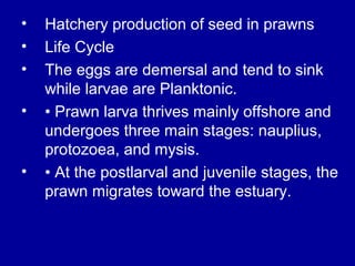 • Hatchery production of seed in prawns
• Life Cycle
• The eggs are demersal and tend to sink
while larvae are Planktonic.
• • Prawn larva thrives mainly offshore and
undergoes three main stages: nauplius,
protozoea, and mysis.
• • At the postlarval and juvenile stages, the
prawn migrates toward the estuary.
 