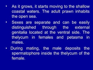 • As it grows, it starts moving to the shallow
coastal waters. The adult prawn inhabits
the open sea.
• Sexes are separate and can be easily
distinguished through the external
genitalia located at the ventral side. The
thelycum in females and petasma in
males.
• During mating, the male deposits the
spermatophore inside the thelycum of the
female.
 