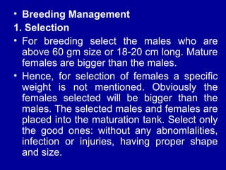 • Breeding Management
1. Selection
• For breeding select the males who are
above 60 gm size or 18-20 cm long. Mature
females are bigger than the males.
• Hence, for selection of females a specific
weight is not mentioned. Obviously the
females selected will be bigger than the
males. The selected males and females are
placed into the maturation tank. Select only
the good ones: without any abnomlalities,
infection or injuries, having proper shape
and size.
 