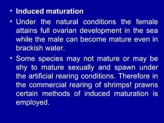 • Induced maturation
• Under the natural conditions the female
attains full ovarian development in the sea
while the male can become mature even in
brackish water.
• Some species may not mature or may be
shy to mature sexually and spawn under
the artificial rearing conditions. Therefore in
the commercial rearing of shrimps! prawns
certain methods of induced maturation is
employed.
 