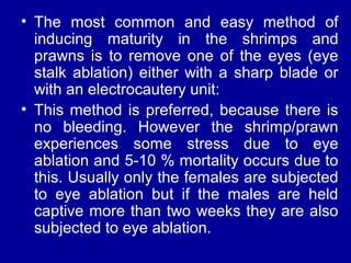 • The most common and easy method of
inducing maturity in the shrimps and
prawns is to remove one of the eyes (eye
stalk ablation) either with a sharp blade or
with an electrocautery unit:
• This method is preferred, because there is
no bleeding. However the shrimp/prawn
experiences some stress due to eye
ablation and 5-10 % mortality occurs due to
this. Usually only the females are subjected
to eye ablation but if the males are held
captive more than two weeks they are also
subjected to eye ablation.
 