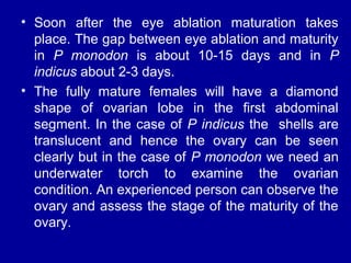 • Soon after the eye ablation maturation takes
place. The gap between eye ablation and maturity
in P monodon is about 10-15 days and in P
indicus about 2-3 days.
• The fully mature females will have a diamond
shape of ovarian lobe in the first abdominal
segment. In the case of P indicus the shells are
translucent and hence the ovary can be seen
clearly but in the case of P monodon we need an
underwater torch to examine the ovarian
condition. An experienced person can observe the
ovary and assess the stage of the maturity of the
ovary.
 