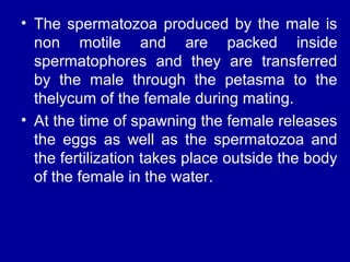 • The spermatozoa produced by the male is
non motile and are packed inside
spermatophores and they are transferred
by the male through the petasma to the
thelycum of the female during mating.
• At the time of spawning the female releases
the eggs as well as the spermatozoa and
the fertilization takes place outside the body
of the female in the water.
 