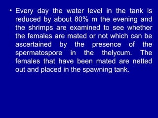 • Every day the water level in the tank is
reduced by about 80% m the evening and
the shrimps are examined to see whether
the females are mated or not which can be
ascertained by the presence of the
spermatospore in the thelycum. The
females that have been mated are netted
out and placed in the spawning tank.
 