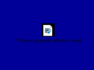? Shrimp eyestalk ablation.mp4
 