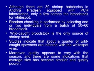 • Although there are 30 shrimp hatcheries in
Andhra Pradesh equipped with PCR
laboratories, only a few screen the broodstock
for whitespot.
• Random checking is performed by selecting one
or two individuals from a batch of 50–60
broodstock.
• Wild-caught broodstock is the only source of
shrimp seed.
• Studies indicate that about a quarter of wild-
caught spawners are infected with the whitespot
virus.
• Moreover, quality appears to vary with the
season, and there are some indications that
average size has become smaller and quality
poorer.
 