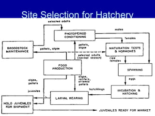 Site Selection for Hatchery
 