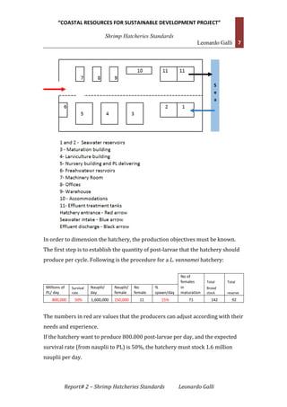 “COASTAL RESOURCES FOR SUSTAINABLE DEVELOPMENT PROJECT”
Shrimp Hatcheries Standards
Leonardo Galli 7
Report# 2 – Shrimp Hatcheries Standards Leonardo Galli
In order to dimension the hatchery, the production objectives must be known.
The first step is to establish the quantity of post-larvae that the hatchery should
produce per cycle. Following is the procedure for a L. vannamei hatchery:
No of
females Total Total
Millions of
PL/ day
Survival
rate
Nauplii/
day
Nauplii/
female
No
female
%
spawn/day
in
maturation
Brood
stock reserve
800,000 50% 1,600,000 150,000 11 15% 71 142 92
The numbers in red are values that the producers can adjust according with their
needs and experience.
If the hatchery want to produce 800.000 post-larvae per day, and the expected
survival rate (from nauplii to PL) is 50%, the hatchery must stock 1.6 million
nauplii per day.
 