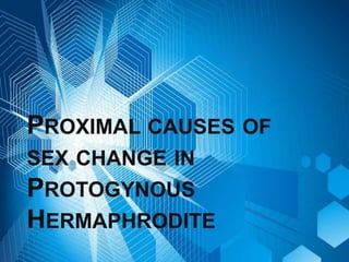 PROXIMAL CAUSES OF
SEX CHANGE IN
PROTOGYNOUS
HERMAPHRODITE
 
