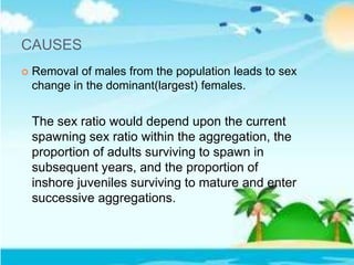 CAUSES
 Removal of males from the population leads to sex
change in the dominant(largest) females.
The sex ratio would depend upon the current
spawning sex ratio within the aggregation, the
proportion of adults surviving to spawn in
subsequent years, and the proportion of
inshore juveniles surviving to mature and enter
successive aggregations.
 