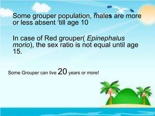Some grouper population, males are more
or less absent ‘till age 10
In case of Red grouper( Epinephalus
morio), the sex ratio is not equal until age
15.
Some Grouper can live 20 years or more!
 