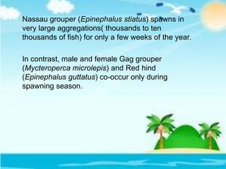 Nassau grouper (Epinephalus stiatus) spawns in
very large aggregations( thousands to ten
thousands of fish) for only a few weeks of the year.
In contrast, male and female Gag grouper
(Mycteroperca microlepis) and Red hind
(Epinephalus guttatus) co-occur only during
spawning season.
 