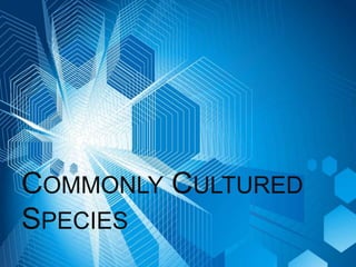 COMMONLY CULTURED
SPECIES
 