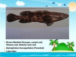  Brown Marbled Grouper, carpet cod,
flowery cod, blotchy rock cod
 Epinephelus fuscoguttatus (Forsskal)
 Lapu-lapu
 