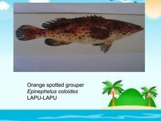 Orange spotted grouper
Epinephelus coloides
LAPU-LAPU
 