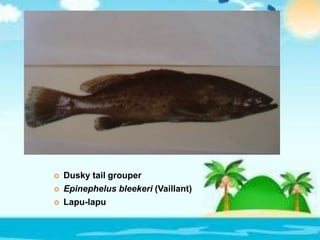  Dusky tail grouper
 Epinephelus bleekeri (Vaillant)
 Lapu-lapu
 