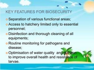 KEY FEATURES FOR BIOSECURITY
 Separation of various functional areas;
 Access to hatchery limited only to essential
personnel;
 Disinfection and thorough cleaning of all
equipments;
 Routine monitoring for pathogens and
disease;
 Optimisation of water quality and nutrition
to improve overall health and resistance of
larvae.
 