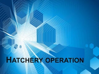 HATCHERY OPERATION
 