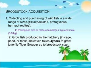 BROODSTOCK ACQUISITION
1. Collecting and purchasing of wild fish in a wide
range of sizes.(Epinephelinae, protogynous
hermaphrodites).
In Philippines size of mature female(2.2 kg),and male
(3.5 kg).
2. Grow fish produced in the hatchery (in cage,
pond, or tanks) however, takes 4years to grow
juvenile Tiger Grouper up to broodstock size .
 