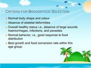 CRITERIA FOR BROODSTOCK SELECTION
 Normal body shape and colour
 Absence of skeletal deformities
 Overall healthy status i.e., absence of large wounds
haemorrhages, infections, and parasites
 Normal behavior, i.e., good response to food
distribution
 Best growth and food conversion rate within this
age group.
 