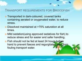 TRANSPORT REQUIREMENTS FOR BROODFISH
 Transported in dark-coloured, covered tanks
containing aerated or oxygenated water, to reduce
stress.
 Dissolved maintained at >75% saturation at all
times.
 Mild sedation(using approved sedatives for fish) to
reduce stress and for easier and safer handling.
 Fish should not be fed at least 24 hours before
hand to prevent faeces and regurgitated feed from
fouling transport water.
 