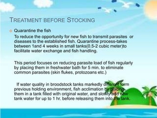 TREATMENT BEFORE STOCKING
 Quarantine the fish
To reduce the opportunity for new fish to transmit parasites or
diseases to the established fish. Quarantine process-takes
between 1and 4 weeks in small tanks(0.5-2 cubic meter)to
facilitate water exchange and fish handling.
This period focuses on reducing parasite load of fish regularly
by placing them in freshwater bath for 5 min. to eliminate
common parasites (skin flukes, protozoans etc.)
If water quality in broodstock tanks markedly different form
previous holding environment, fish acclimation by placing
them in a tank filled with original water, and slowly add new
tank water for up to 1 hr. before releasing them into the tank.
 