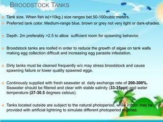 BROODSTOCK TANKS
 Tank size. When fish is(>10kg.) size ranges bet.50-100cubic meters.
 Preferred tank color. Medium-range blue, brown or grey not very light or dark-shades.
 Depth. 2m preferably >2.5 to allow sufficient room for spawning behavior.
 Broodstock tanks are roofed in order to reduce the growth of algae on tank walls
making egg collection difficult and increasing egg parasite infestation.
 Dirty tanks must be cleaned frequently w/c may stress broodstock and cause
spawning failure or lower quality spawned eggs.
 Continously supplied with fresh seawater at daily exchange rate of 200-300%.
Seawater should be filtered and clear with stable salinity (33-35ppt) and water
temperature (27-30.5 degrees celsius).
 Tanks located outside are subject to the natural photoperiod, while indoor may be
provided with artificial lightning to simulate different photoperiod regimes.
 