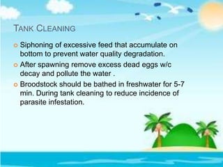 TANK CLEANING
 Siphoning of excessive feed that accumulate on
bottom to prevent water quality degradation.
 After spawning remove excess dead eggs w/c
decay and pollute the water .
 Broodstock should be bathed in freshwater for 5-7
min. During tank cleaning to reduce incidence of
parasite infestation.
 