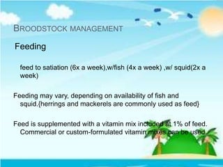 BROODSTOCK MANAGEMENT
Feeding
feed to satiation (6x a week),w/fish (4x a week) ,w/ squid(2x a
week)
Feeding may vary, depending on availability of fish and
squid.{herrings and mackerels are commonly used as feed}
Feed is supplemented with a vitamin mix included at 1% of feed.
Commercial or custom-formulated vitamin mixes can be used.
 
