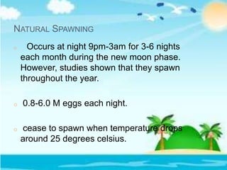NATURAL SPAWNING
o Occurs at night 9pm-3am for 3-6 nights
each month during the new moon phase.
However, studies shown that they spawn
throughout the year.
o 0.8-6.0 M eggs each night.
o cease to spawn when temperature drops
around 25 degrees celsius.
 