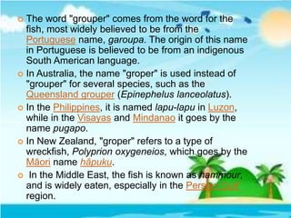  The word "grouper" comes from the word for the
fish, most widely believed to be from the
Portuguese name, garoupa. The origin of this name
in Portuguese is believed to be from an indigenous
South American language.
 In Australia, the name "groper" is used instead of
"grouper" for several species, such as the
Queensland grouper (Epinephelus lanceolatus).
 In the Philippines, it is named lapu-lapu in Luzon,
while in the Visayas and Mindanao it goes by the
name pugapo.
 In New Zealand, "groper" refers to a type of
wreckfish, Polyprion oxygeneios, which goes by the
Māori name hāpuku.
 In the Middle East, the fish is known as hammour,
and is widely eaten, especially in the Persian Gulf
region.
 