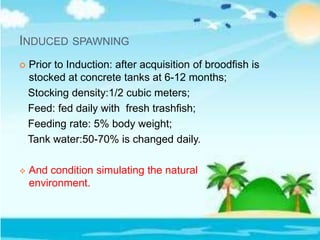 INDUCED SPAWNING
 Prior to Induction: after acquisition of broodfish is
stocked at concrete tanks at 6-12 months;
Stocking density:1/2 cubic meters;
Feed: fed daily with fresh trashfish;
Feeding rate: 5% body weight;
Tank water:50-70% is changed daily.
 And condition simulating the natural
environment.
 