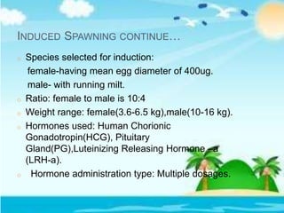 INDUCED SPAWNING CONTINUE…
o Species selected for induction:
female-having mean egg diameter of 400ug.
male- with running milt.
o Ratio: female to male is 10:4
o Weight range: female(3.6-6.5 kg),male(10-16 kg).
o Hormones used: Human Chorionic
Gonadotropin(HCG), Pituitary
Gland(PG),Luteinizing Releasing Hormone –a
(LRH-a).
o Hormone administration type: Multiple dosages.
 