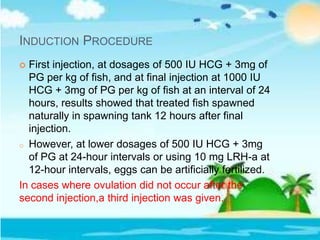 INDUCTION PROCEDURE
 First injection, at dosages of 500 IU HCG + 3mg of
PG per kg of fish, and at final injection at 1000 IU
HCG + 3mg of PG per kg of fish at an interval of 24
hours, results showed that treated fish spawned
naturally in spawning tank 12 hours after final
injection.
o However, at lower dosages of 500 IU HCG + 3mg
of PG at 24-hour intervals or using 10 mg LRH-a at
12-hour intervals, eggs can be artificially fertilized.
In cases where ovulation did not occur after the
second injection,a third injection was given.
 