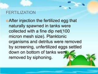 FERTILIZATION
After injection the fertilized egg that
naturally spawned in tanks were
collected with a fine dip net(100
micron mesh size). Planktonic
organisms and detritus were removed
by screening, unfertilized eggs settled
down on bottom of tanks were
removed by siphoning.
 