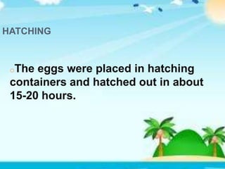 HATCHING
oThe eggs were placed in hatching
containers and hatched out in about
15-20 hours.
 