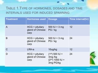 TABLE 1.TYPE OF HORMONES, DOSAGES AND TIME
INTERVALS USED FOR INDUCED SPAWNING
Treatment Hormones used Dosage Time interval(hr)
A HCG + pituitary
gland of Chinese
carp
500 IU + 3 mg
PG / kg
12
B HCG + pituitary
gland of Chinese
carp
500 IU + 3 mg
PG / kg
24
C LRH-a 10ug/kg 12
D HCG + pituitary
gland of Chinese
carp
(1st) 500 IU +
3mg /kg
(2nd) 1000 IU +
3mg PG/kg
24
 