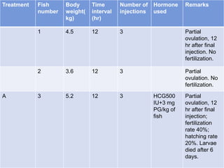 Treatment Fish
number
Body
weight(
kg)
Time
interval
(hr)
Number of
injections
Hormone
used
Remarks
1 4.5 12 3 Partial
ovulation, 12
hr after final
injection. No
fertilization.
2 3.6 12 3 Partial
ovulation. No
fertilization.
A 3 5.2 12 3 HCG500
IU+3 mg
PG/kg of
fish
Partial
ovulation, 12
hr after final
injection;
fertilization
rate 40%;
hatching rate
20%. Larvae
died after 6
days.
 