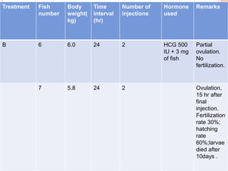 Treatment Fish
number
Body
weight(
kg)
Time
interval
(hr)
Number of
injections
Hormone
used
Remarks
B 6 6.0 24 2 HCG 500
IU + 3 mg
of fish
Partial
ovulation.
No
fertilization.
7 5.8 24 2 Ovulation,
15 hr after
final
injection.
Fertilization
rate 30%;
hatching
rate
60%;larvae
died after
10days .
 